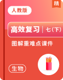 【高效复习】人教版（2024）七下生物期末复习--图解重难点